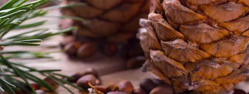 Pokok pain